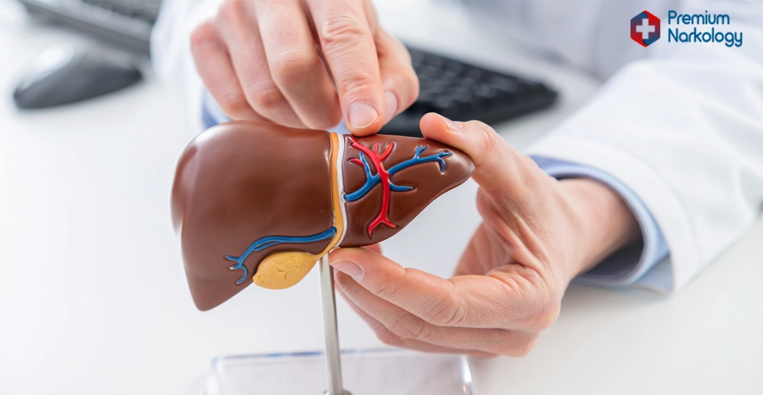 Врач с макетом печени за столом в кабинете